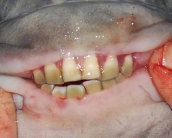 В США поймали необычную рыбу с человеческими зубами
