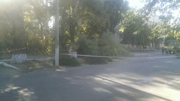 В Одесской области на женщину упал тополь
