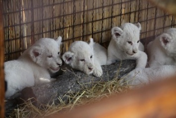 В зоопарке под Киевом показали новорожденных львят (ФОТО)