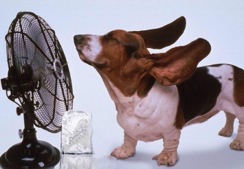 5 действенных советов, которые спасут вас от жары