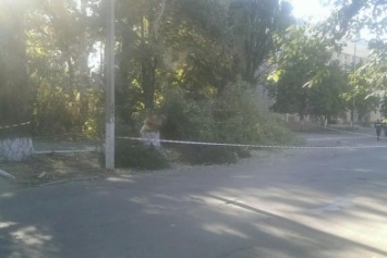 В Одесской области спилили дерево на голову бедной женщине (ФОТО)