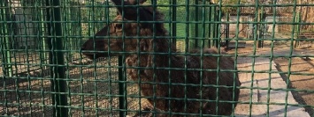 Животных из зоозоны передадут семье нардепа Фельдмана