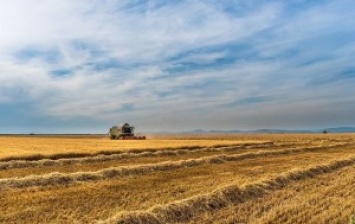 Украина за 2016 год удвоила экспорт пшеницы
