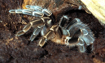 Редкая разновидность тарантулов впервые дала потомство в неволе