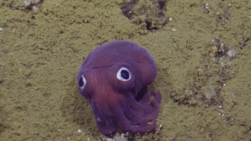 В океане исследователи нашли "игрушечного" кальмара-коротышку