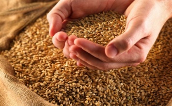 Аграриям не хватит хранилищ для рекордного урожая зерна в этом году
