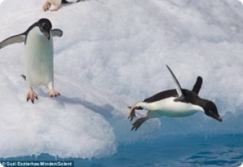 "Олимпийский" прыжок нерешительного пингвина
