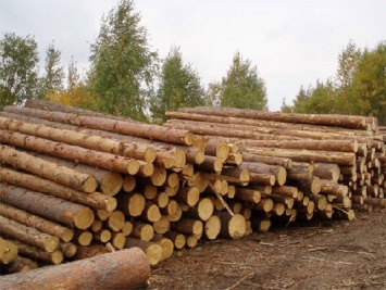 Прокуратура начала расследование по факту рубки леса в пределах Шешор