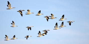Ученые: Канарское течение влияет на перелет птиц через Атлантический океан
