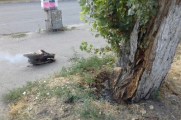 В Херсоне на Таврическом загорелось дерево из-за окурка