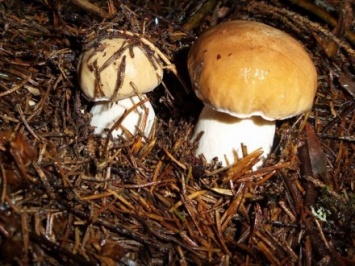 Рынки на Прикарпатье переполнились продавцами грибов