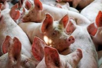 В Крыму зафиксированы множественные вспышки африканской чумы свиней, участились случаи бешенства животных