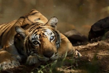 В Индии скончалась Мачли - легендарная основательница династии индийских тигров
