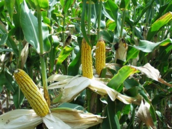 Госпродпотребслужба: значительная площадь посевов кукурузы заражена возбудителями карантинных заболеваний