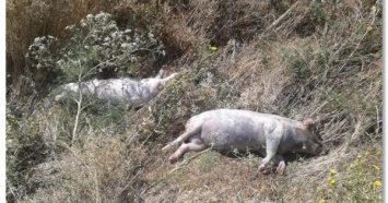 В Баштанском районе на обочине трассы Н-11 обнаружили трупы свиней: подозрение на АЧС