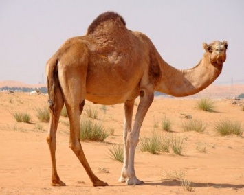 Ученые: Вирусом MERS людей заразили верблюды