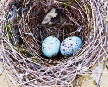 Ученые выяснили, о чем птицы поют яйцам