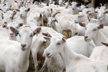 На украинско-российской границе было задержано стадо коз