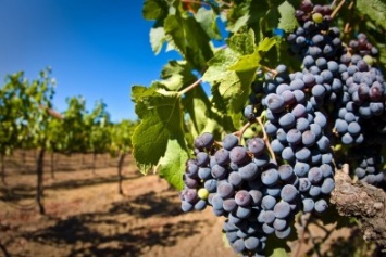 В Крыму на праздник «Яблочный спас» освятили виноград «Массандры» (ФОТО)