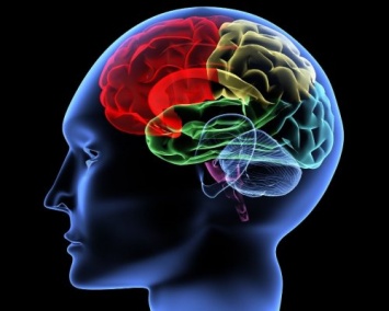 Человеческий мозг более устойчивый, чем считали ранее
