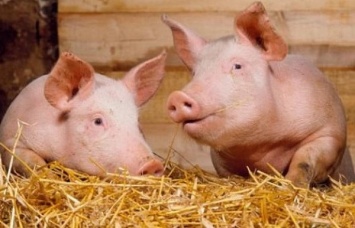 ЕС выиграл спор в ВТО по поводу запрета Россией импорта свинины