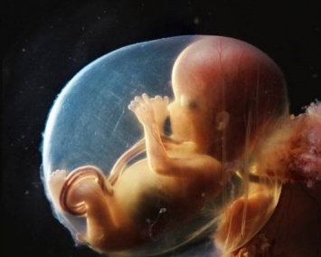 Ученые вырастили эмбриона в лабораторных условиях