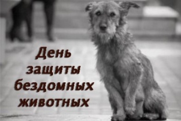 В Международный день защиты бродячих животных пострадавший в ДТП щенок ищет своих хозяев