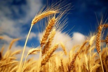 В этом году государство планирует закупить у аграриев Крыма 100 тысяч тонн зерна