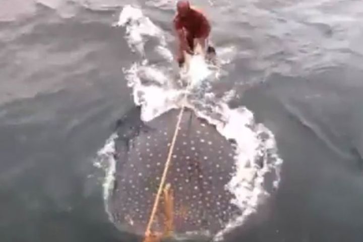 Глядите: мужчины нагло оседлали китовую акулу