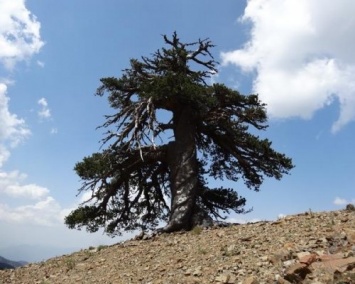 Ученые обнаружили старейшее дерево в Европе