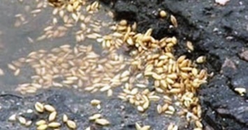 «Ника-Тера», убивающая николаевские дороги, перевалила уже 766 тыс. тонн зерновых
