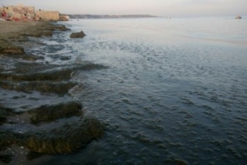 На пляжи в одесской Лузановке выбросило тонны водорослей (ФОТО)