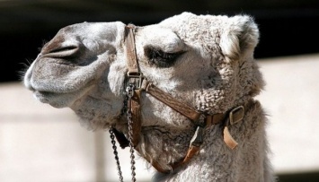 В Дании учатся пить верблюжье молоко