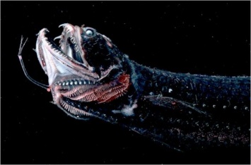 Ученые получили новые сведения о рыбе-драконе