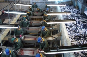 Камчатский рыбозавод получил 200 млн рублей по программе льготного кредитования