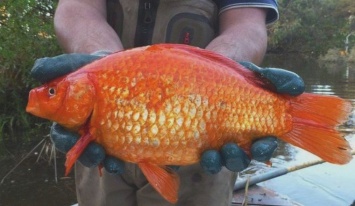 Несказочные золотые рыбки, обживаясь в озерах, едят других