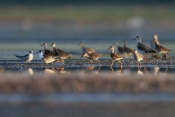 На Николаевщине пересчитали водных птиц Тилигульского лимана. Их оказалось 29 с половиной тысяч