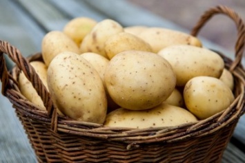 В Украине ожидается резкое падение цены на картофель