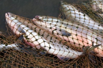 Вчера на Херсонщине попались два браконьера, которые нанесли ущерба рыбному хозяйству в 40 тыс. грн