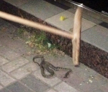 На посетителей пиццерии упала змея