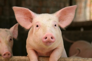 В Ровенской области Украины у свиней зафиксировали вспышку африканской чумы