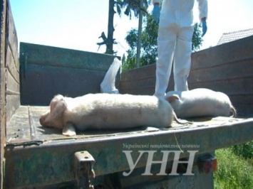 Полсотни домашних свиней убили в селе в Ровенской области из-за вспышки африканской чумы