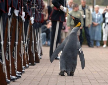В Норвегии королевский пингвин из Шотландии получил звание генерала
