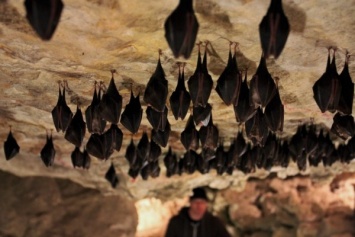 В Трансильвании туристы застряли в пещере с летучими мышами