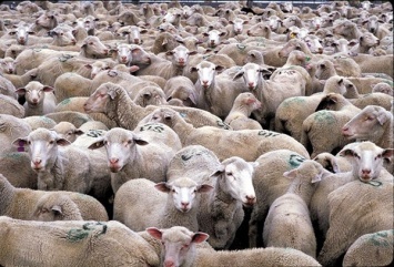 Украинцы превратились в безропотное стадо овец