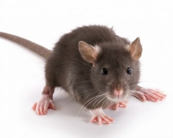 Биологи сделали мышь полностью невидимой и прозрачной