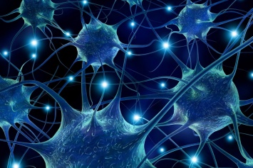 Ученые научились восстанавливать мозг после инсульта стволовыми клетками