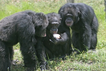 Шимпанзе указали на популярность взаимопомощи среди животных