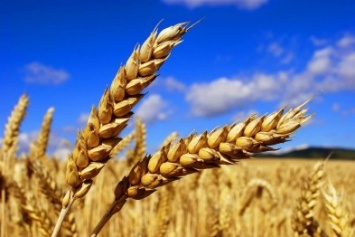 Какими будут цены на пшеницу в Украине