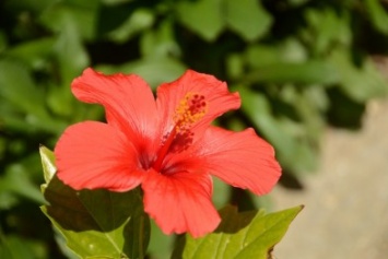 В Никитском саду цветет гибискус - «цветок прекрасных женщин»